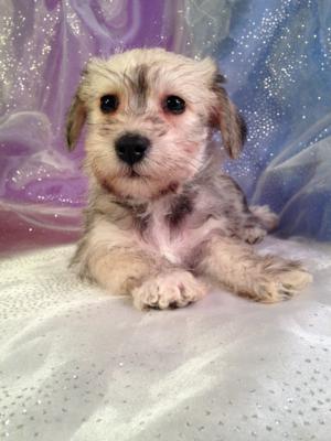 The Best Female Schnoodle Is For Sale By An Iowa Breeder.  Puppies Are Available To Go Home Soon!